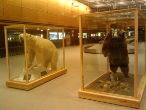 Top 10 Alaskaisms I Learned this Trip