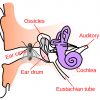 Bug in the Ear… The Real Thing bug in ear