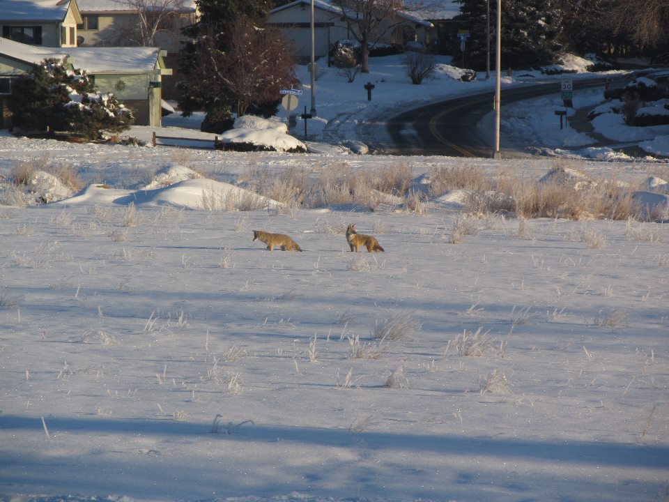 coyotes in arvada